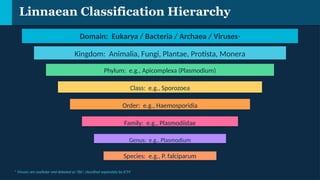 Comprehensive Taxonomy of Viruses, Parasites, and Fungi in Microbiology ...