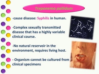Syphilis Host Taxonomy of bacteria | PPTX