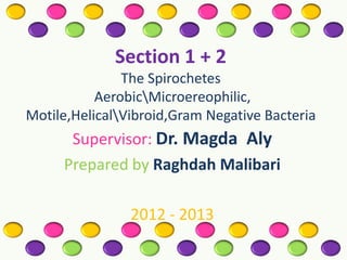 Section 1 + 2
The Spirochetes
AerobicMicroereophilic,
Motile,HelicalVibroid,Gram Negative Bacteria

Supervisor: Dr. Magda Aly
Prepared by Raghdah Malibari
2012 - 2013

 