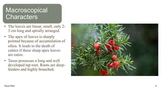 Macroscopical
Characters
• The leaves are linear, small, only 2-
3 cm long and spirally arranged.
• The apex of leaves is sharply
pointed because of accumulation of
silica. It leads to the death of
catties if these sharp apex leaves
are eaten.
• Taxus possesses a long and well
developed tap root. Roots are deep-
feeders and highly branched.
Taxus Plant 6
 