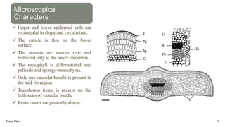 Microscopical
Characters
 Upper and lower epidermal cells are
rectangular in shape and circularized.
 The cuticle is thin on the lower
surface.
 The stomata are sunken type and
restricted only to the lower epidermis.
 The mesophyll is differentiated into
palisade and spongy-parenchyma.
 Only one vascular bundle is present in
the mid-rib region.
 Transfusion tissue is present on the
both sides of vascular bundle
 Resin canals are generally absent.
Taxus Plant 7
 