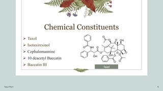 Chemical Constituents
 Taxol
 Isotaxiresinol
 Cephalomannine
 10 deacetyl Baccatin
 Baccatin III
Taxus Plant 8
Taxol
 