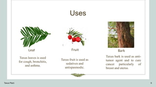 Uses
Leaf
Taxus leaves is used
for cough, bronchitis,
and asthma.
Fruit
Taxus fruit is used as
sedatives and
antispasmodic.
Bark
Taxus bark is used as anti-
tumor agent and to cure
cancer particularly of
breast and uterus.
Taxus Plant 9
 