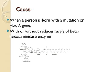 Cause:
When

a person is born with a mutation on
Hex A gene.
With or without reduces levels of betahexosaminidase enzyme

 