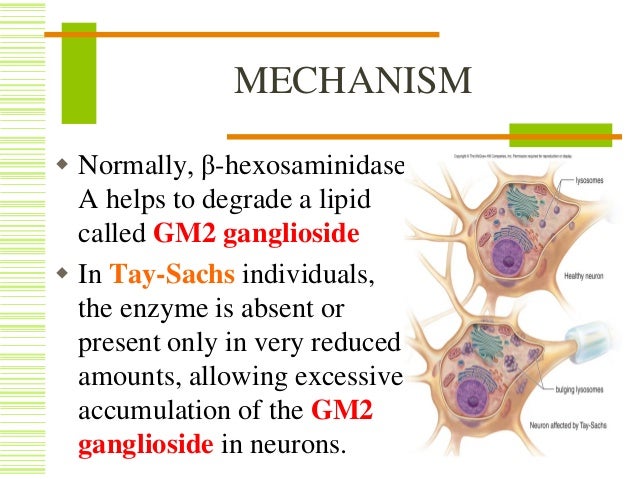 Tay-sachs Disease And Lysosomes - Captions Energy