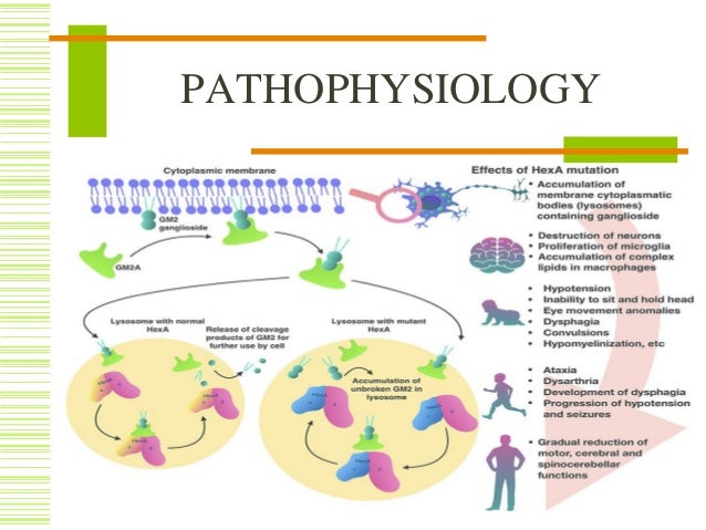 Tay-sachs Disease And Lysosomes - Captions Energy