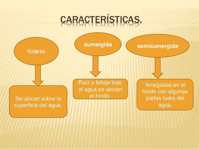 Plantas Acuáticas Sumergidas Definicion
