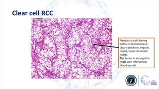P2) Morphology of Renal & Male system.pdf