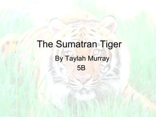 The Sumatran Tiger By Taylah Murray 5B  