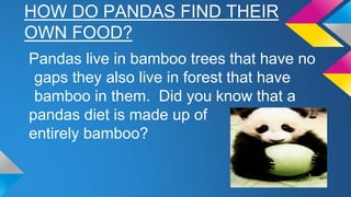 HOW DO PANDAS FIND THEIR
OWN FOOD?
Pandas live in bamboo trees that have no
gaps they also live in forest that have
bamboo in them. Did you know that a
pandas diet is made up of
entirely bamboo?