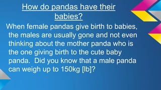 How do pandas have their
babies?
When female pandas give birth to babies,
the males are usually gone and not even
thinking about the mother panda who is
the one giving birth to the cute baby
panda. Did you know that a male panda
can weigh up to 150kg [lb]?
 