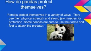 How do pandas protect
themselves?
Pandas protect themselves in a variety of ways. They
use their physical strength and strong jaw muscles for
protection. Some pandas are sure to use their arms and
feet to attack the predator.