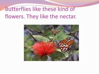 Butterflies like these kind of flowers. They like the nectar.