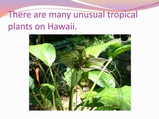 There are many unusual tropical plants on Hawaii.