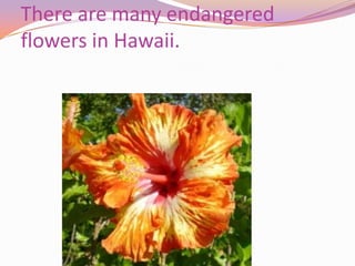 There are many endangered flowers in Hawaii.