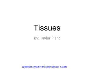 Tissues By: Taylor Plant Epithelial   Connective   Muscular   Nervous   Credits 