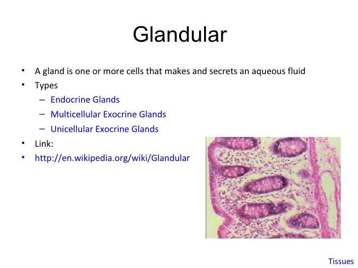 Taylor Plant Tissues G4