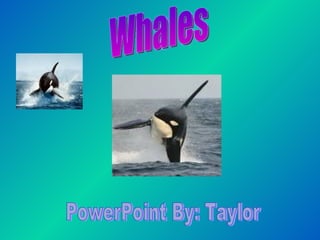 Whales  PowerPoint By: Taylor 