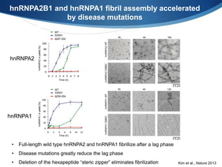hnRNPA2B1 and hnRNPA1 fibril assembly accelerated
by disease mutations
USup35
ORD M domain C domain
PrLD ORD M domain C domain
1 40 114 254 685
S V
Time (h)
G
inpellet(%)
Time (h)
H
I
J
K
M
O
Q
inpellet(%)
Time (h)
WT
D290V
Δ287-292
WT
D262V
Δ259-264
WTD290VWTD262V
0h 4h 18h
0h 4h 12h
μm
μm
inpellet(%)
Time (h)
0
20
40
60
0 1 2 3
D290Vinpellet(%)
Time (h)
0
10
20
30
0 1 2 3 4
40
50
Δ287-292inpellet(%)
Time (h)
0
10
20
30
0 1 2 3
40
hnRNPA2inpellet(%)
Time (h)
0
10
20
30
0 1 2 3
Sup35
Sup35
USup35
ORD M domain C domain
PrLD ORD M domain C domain
1 40 114 254 685
S V
Time (h)
G
inpellet(%)
Time (h)
H
I
J
K
M
O
Q
inpellet(%)
Time (h)
WT
D290V
Δ287-292
WT
D262V
Δ259-264
WTD290VWTD262V
0h 4h 18h
0h 4h 12h
μm
μm
inpellet(%)
Time (h)
0
20
40
60
0 1 2 3 4
D290Vinpellet(%)
Time (h)
0
10
20
30
0 1 2 3 4
40
50
5 6
Δ287-292inpellet(%)
Time (h)
0
10
20
30
0 1 2 3 4
40
hnRNPA2inpellet(%)
Time (h)
0
10
20
30
0 1 2 3 4
Sup35
Sup35
hnRNPA2
hnRNPA1
• Full-length wild type hnRNPA2 and hnRNPA1 fibrillize after a lag phase
• Disease mutations greatly reduce the lag phase
• Deletion of the hexapeptide “steric zipper” eliminates fibrilization Kim et al., Nature 2013
 