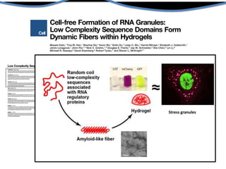 D
D
Stress granules
 