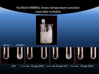 Purified hnRNPA1 shows temperature-sensitive
reversible turbidity
4oC 15 sec 25oC 15 sec 4oC 15 sec 25oC
Albumin hnRNPA1
 