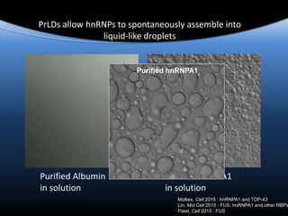 Purified Albumin
in solution
Purified hnRNPA1
in solution
PrLDs allow hnRNPs to spontaneously assemble into
liquid-like droplets
Purified hnRNPA1
Molliex, Cell 2015 : hnRNPA1 and TDP-43
Lin, Mol Cell 2015 : FUS, hnRNPA1 and other RBPs
Patel, Cell 2015 : FUS
 