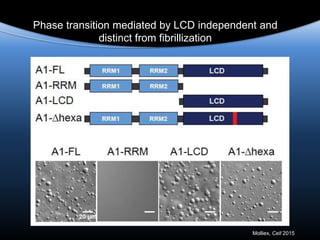 Phase transition mediated by LCD independent and
distinct from fibrillization
Molliex, Cell 2015
 