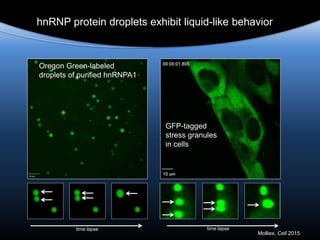 hnRNP protein droplets exhibit liquid-like behavior
time lapse time lapse
Molliex, Cell 2015
Oregon Green-labeled
droplets of purified hnRNPA1
GFP-tagged
stress granules
in cells
 