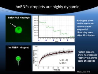 hnRNPs droplets are highly dynamic
Hydrogels show
no fluorescence
recovery from
sequential
bleaching even
after 16 minutes
Protein droplets
show fluorescence
recovery on a time
scale of seconds
hnRNPA1 Hydrogel
hnRNPA1 droplet
Molliex, Cell 2015
 