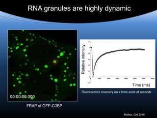 Time (ms)Relativeintensity
RNA granules are highly dynamic
FRAP of GFP-G3BP
Molliex, Cell 2015
Fluorescence recovery on a time scale of seconds
 