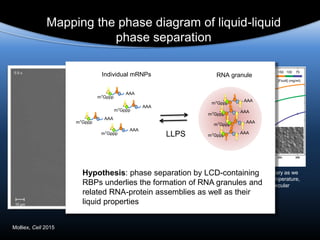 T [°C]
time
33
20
35
[A1-FL] (μM)
50 100 150 200 250 300
Temperature(⁰C)
10
15
20
25
30
35
150 100 75
[Ficoll] (mg/ml)
hnRNPA1 is poised at the phase boundary as we
approach physiological conditions of temperature,
concentration, salt and intracellular molecular
crowding
Mapping the phase diagram of liquid-liquid
phase separation
Individual mRNPs
m7Gppp
AAA
m7Gppp
AAA
m7Gppp
AAA
m7Gppp
AAA
m7Gppp
AAA
RNA granule
m7Gppp
AAA
m7Gppp
AAA
m7Gppp
AAA
LLPS
Hypothesis: phase separation by LCD-containing
RBPs underlies the formation of RNA granules and
related RNA-protein assemblies as well as their
liquid properties
Molliex, Cell 2015
 