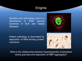 Genetics and cell biology point to a
disturbance in RNA granule
dynamics in ALS and related
diseases
Enigma
Patient pathology is dominated by
deposition of RNA-binding protein
inclusions
What is the relationship between hyperassembly of persistent
stress granules and deposition of RBP aggregates?
 