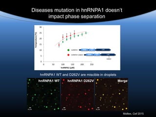 hnRNPA1 WT
5 µ m
hnRNPA1 D262V
5 µ m
Merge
5 µ m
0
5
10
15
20
25
30
0 50 100 150 200 250
Temperature(⁰C)
hnRNPA1 (μM)
Diseases mutation in hnRNPA1 doesn’t
impact phase separation
hnRNPA1 WT and D262V are miscible in droplets
D262V
RRM1
RRM
2
LCS
D262V
RRM1
RRM
2
LCS
hnRNPA1
hnRNPA1-D262V
D262V
Molliex, Cell 2015
 