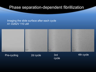 Phase separation-dependent fibrillization
Imaging the slide surface after each cycle
A1 D262V 110 uM
2d cycle 3rd
cycle
4th cyclePre-cycling
 