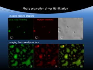 Phase separation drives fibrillization
Imaging floating droplets
Imaging the coverslip surface
Wild type hnRNPA1 Mutant hnRNPA1
 