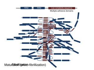 RRM RRM Low complexity sequence
Multiple adhesive domains
Maturation (proto-fibrillization)Fibrillization
 
