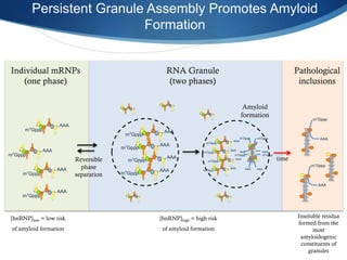 Persistent Granule Assembly Promotes Amyloid
Formation
m7Gppp
AAA
m7Gppp
AAA
m7Gppp
AAA
m7Gppp
AAA
Individual mRNPs
(one phase)
AAA
m7Gppp
RNA Granule
(two phases)
Pathological
inclusions
Reversible
phase
separation
AAA
m7Gppp
m7Gppp
AAA
m7Gppp
AAA
m7Gppp
AAA
m7Gppp
AAA
Amyloid
formation
AAA AAA
AAA AAA
m7Gppp m7Gppp
m7Gpppm7Gppp
m7Gppp
AAA
m7Gppp
AAA
m7Gppp
AAA
m7Gppp
AAA
[hnRNP]low = low risk
of amyloid formation
[hnRNP]high = high risk
of amyloid formation
time
Insoluble residua
formed from the
most
amyloidogenic
constituents of
granules
 