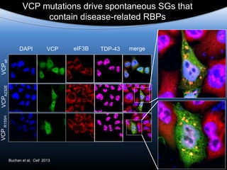 DAPI
VCPwt
eIF3B mergeTDP-43
VCPA232E
VCP
VCPR155H
VCP mutations drive spontaneous SGs that
contain disease-related RBPs
Buchan et al, Cell 2013
 