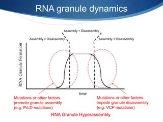 time
RNAGranuleFormation
Assembly > Disassembly
RNA granule dynamics
Mutations or other factors
promote granule assembly
(e.g. PrLD mutations)
Mutations or other factors
impede granule disassembly
(e.g. VCP mutations)
Assembly < Disassembly
Assembly = Disassembly
RNA Granule Hyperassembly
 
