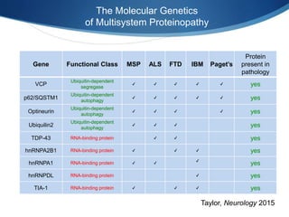 Gene Functional Class MSP ALS FTD IBM Paget’s
Protein
present in
pathology
VCP
Ubiquitin-dependent
segregase
✔ ✔ ✔ ✔ ✔ yes
p62/SQSTM1
Ubiquitin-dependent
autophagy
✔ ✔ ✔ ✔ ✔ yes
Optineurin
Ubiquitin-dependent
autophagy
✔ ✔ ✔ ✔ yes
Ubiquilin2
Ubiquitin-dependent
autophagy
✔ ✔ ✔ yes
TDP-43 RNA-binding protein ✔ ✔ yes
hnRNPA2B1 RNA-binding protein ✔ ✔ ✔ yes
hnRNPA1 RNA-binding protein ✔ ✔
✔
yes
hnRNPDL RNA-binding protein ✔ yes
TIA-1 RNA-binding protein ✔ ✔ ✔ yes
The Molecular Genetics
of Multisystem Proteinopathy
Taylor, Neurology 2015
 