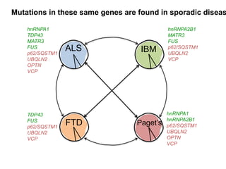 Mutations in these same genes are found in sporadic diseas
ALS
hnRNPA1
TDP43
MATR3
FUS
p62/SQSTM1
UBQLN2
OPTN
VCP
IBM
hnRNPA2B1
MATR3
FUS
p62/SQSTM1
UBQLN2
VCP
Paget’s
hnRNPA1
hnRNPA2B1
p62/SQSTM1
UBQLN2
OPTN
VCP
FTD
TDP43
FUS
p62/SQSTM1
UBQLN2
VCP
 