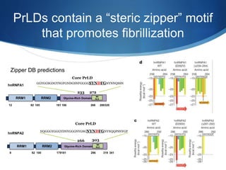 PrLDs contain a “steric zipper” motif
that promotes fibrillization
Core PrLD
hnRNPA1
RRM1 RRM2 Glycine-Rich Domain
M9
NLS
12 92 105 181 186 289268 320
GGYGGSGDGYNGFGNDGSNFGGGGSYNDFGNYNNQSSN
233 272
hnRNPA2
RRM1 RRM2 Glycine-Rich Domain
M9
NLS
929 100 179181 296 319 341
Core PrLD
NQGGGYGGGYDNYGGGNYGSGNYNDFGNYNQQPSNYGP
266 303
Zipper DB predictions
 