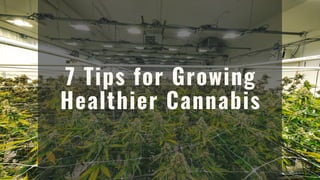 7 Tips for Growing
Healthier Cannabis
 