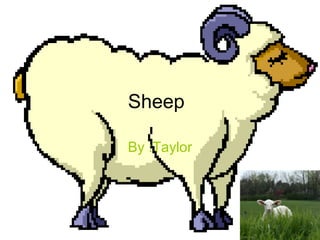 Sheep By :Taylor 