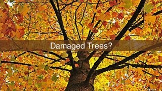 Damaged Trees?
 