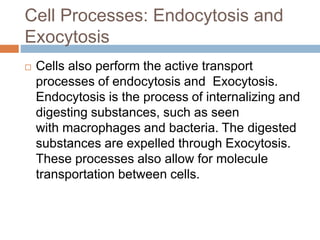 Cell Processes: Endocytosis and
Exocytosis
 Cells also perform the active transport
processes of endocytosis and Exocytosis.
Endocytosis is the process of internalizing and
digesting substances, such as seen
with macrophages and bacteria. The digested
substances are expelled through Exocytosis.
These processes also allow for molecule
transportation between cells.
 