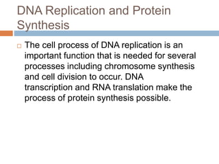 DNA Replication and Protein
Synthesis
 The cell process of DNA replication is an
important function that is needed for several
processes including chromosome synthesis
and cell division to occur. DNA
transcription and RNA translation make the
process of protein synthesis possible.
 