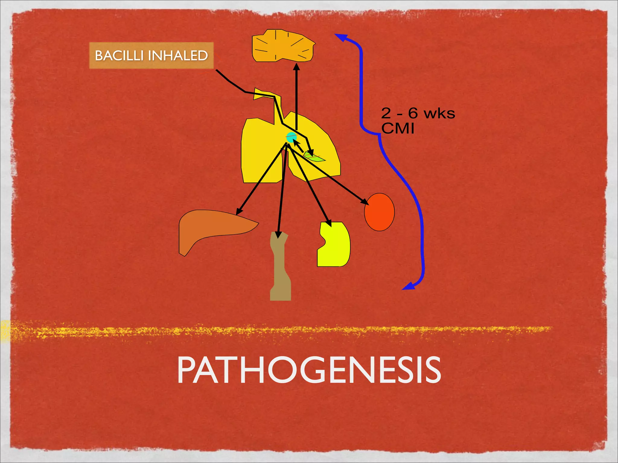 BACILLI INHALED



                   2 - 6 wks
                   CMI




          PATHOGENESIS
 