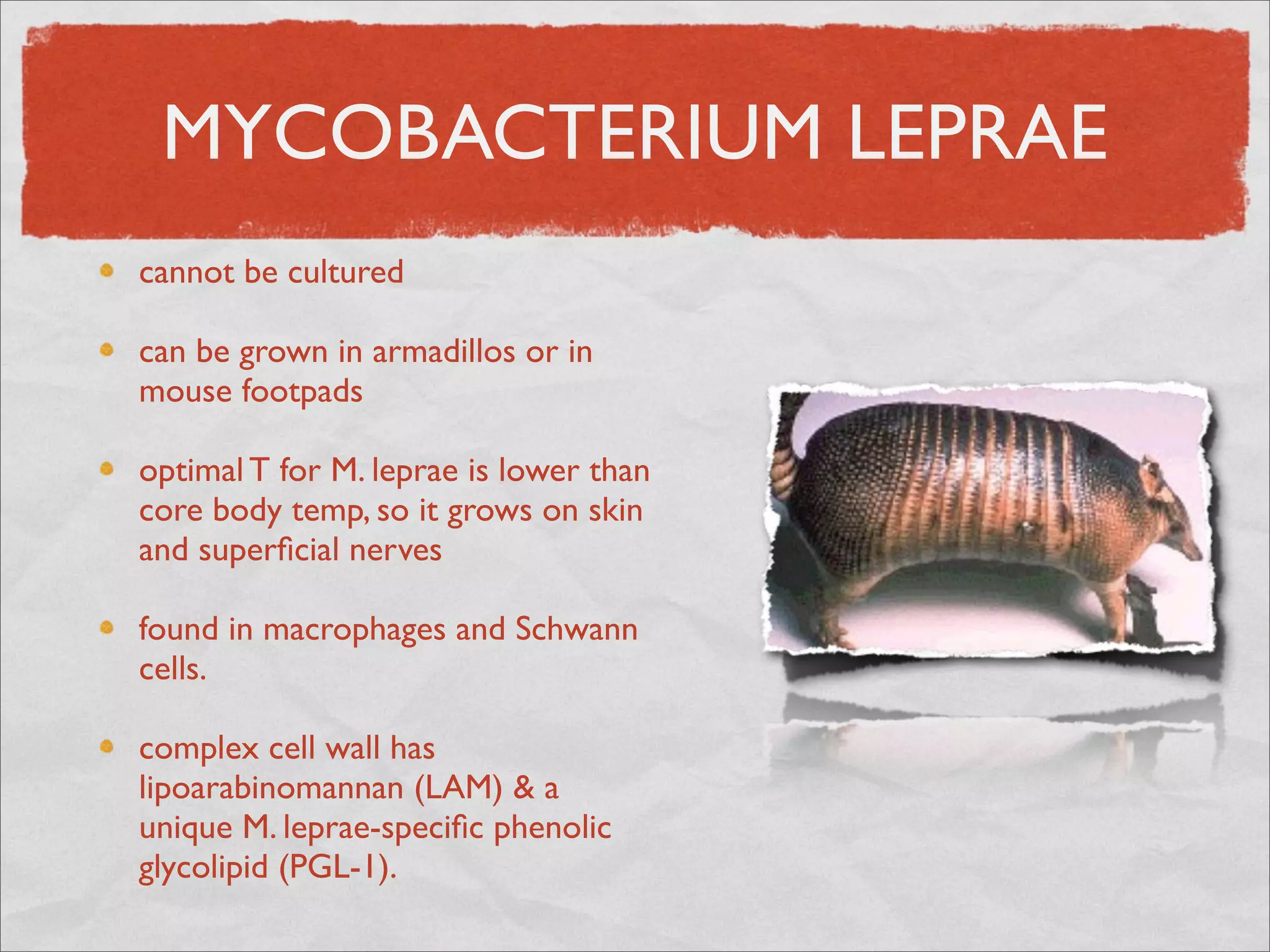 MYCOBACTERIUM LEPRAE
cannot be cultured

can be grown in armadillos or in
mouse footpads

optimal T for M. leprae is lower than
core body temp, so it grows on skin
and superﬁcial nerves

found in macrophages and Schwann
cells.

complex cell wall has
lipoarabinomannan (LAM) & a
unique M. leprae-speciﬁc phenolic
glycolipid (PGL-1).
 