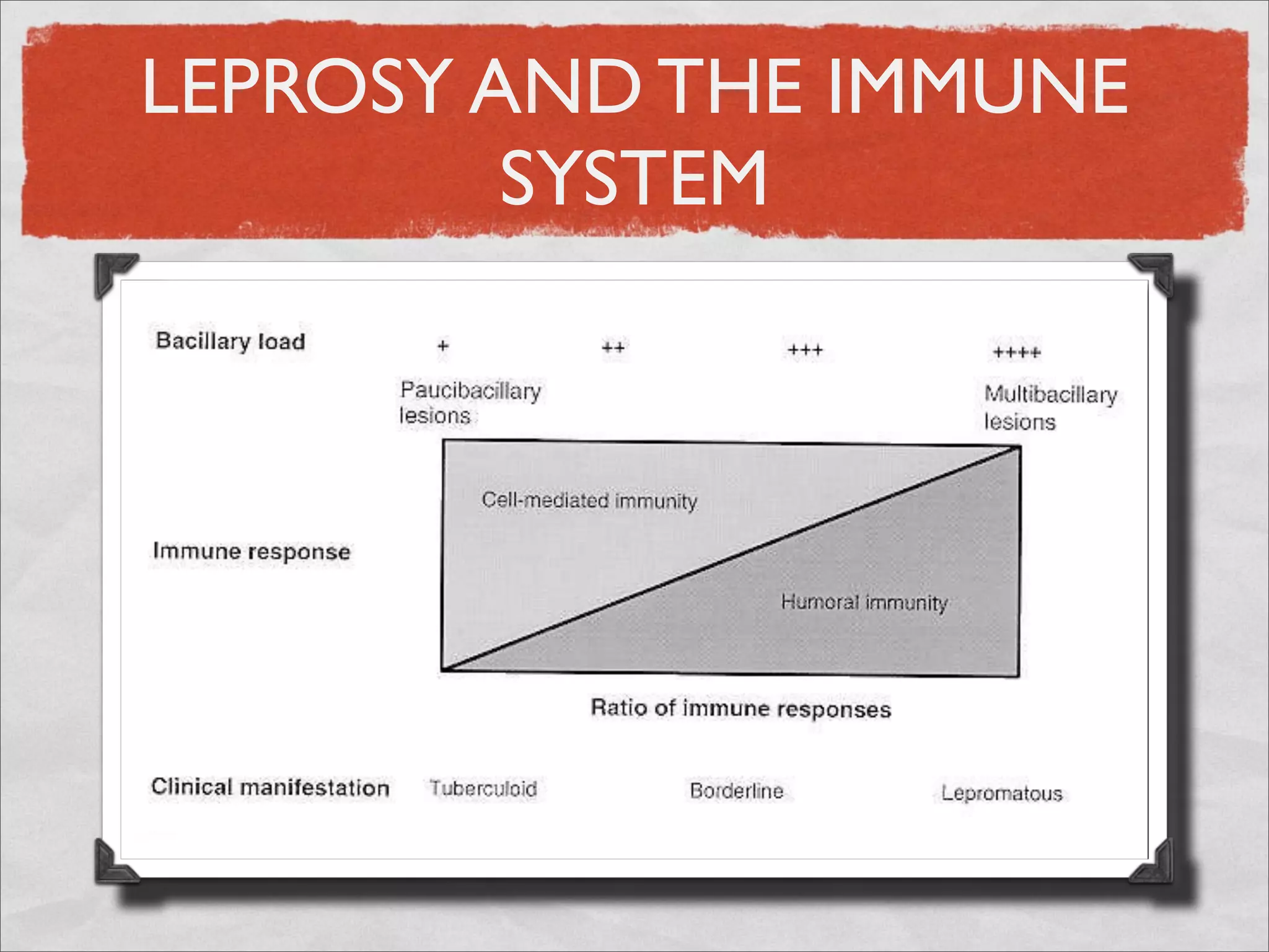 LEPROSY AND THE IMMUNE
         SYSTEM
 